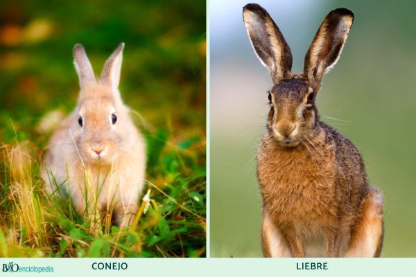 ¿Quién corre más, el conejo o la liebre?
