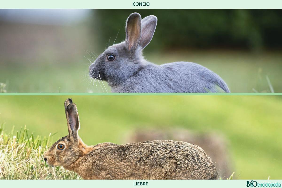 ¿Qué simbolizan el conejo y la liebre?