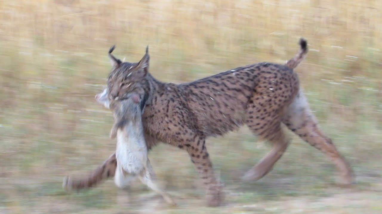 ¿Cuántos conejos come un lince ibérico?