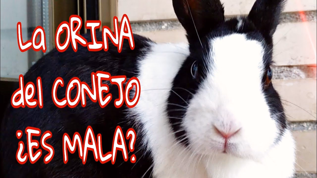 ¿Los conejos pueden ser infértiles?