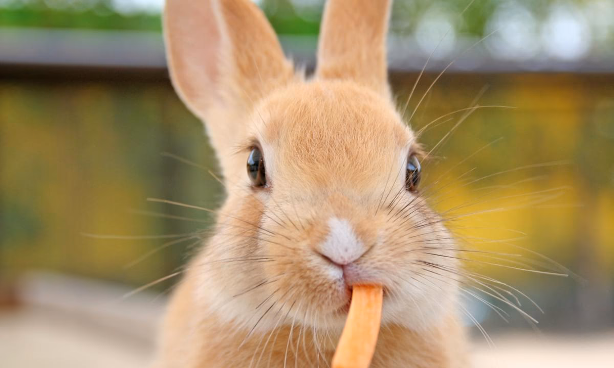 ¿Los conejos salvajes comen caracoles?