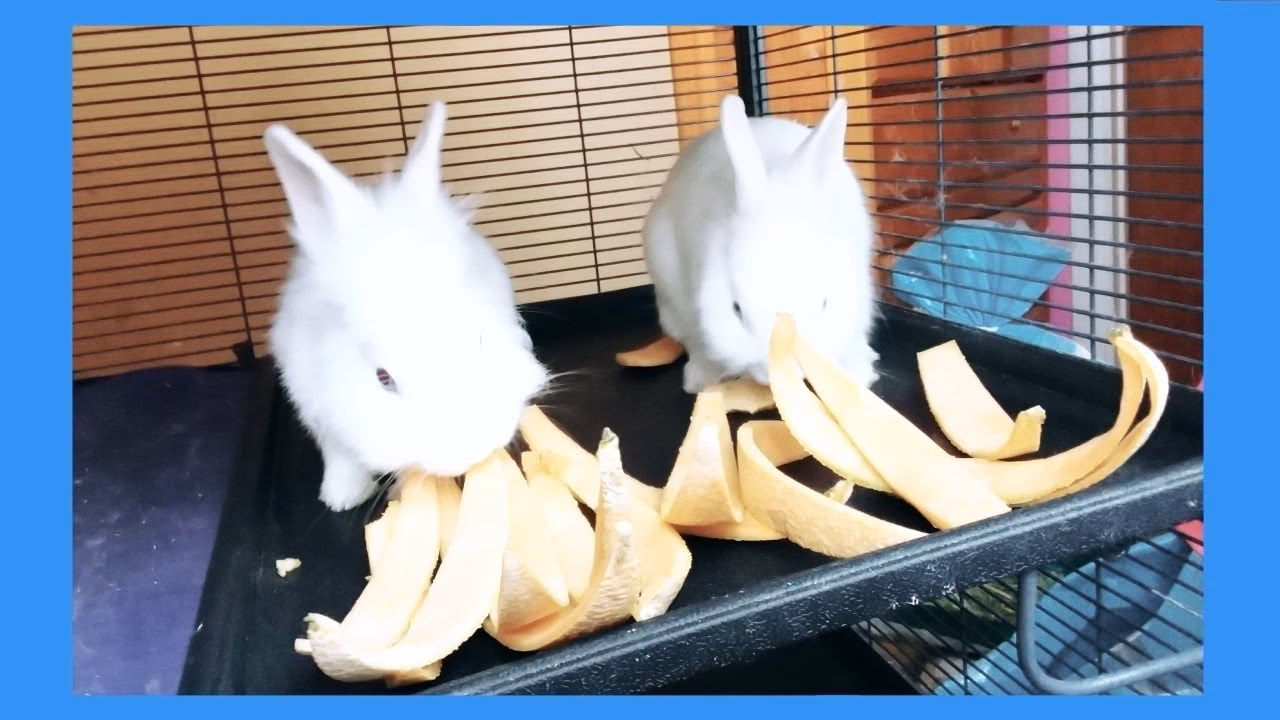 ¿Pueden los conejos comer cáscara de melón dulce?