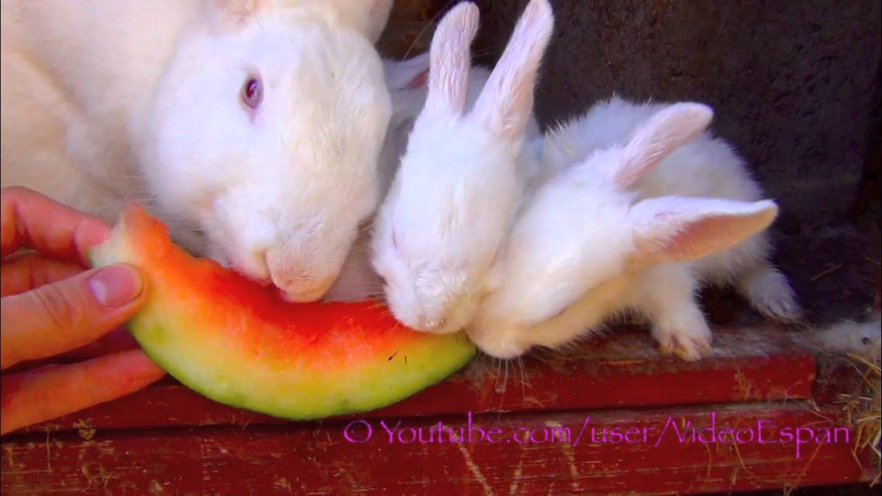 ¿Pueden los conejos comer cáscaras de sandía?