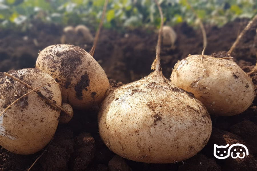 ¿Los conejos pueden comer jícama?
