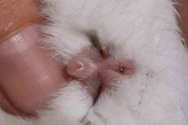 ¿Cómo son los pezones de los conejos?