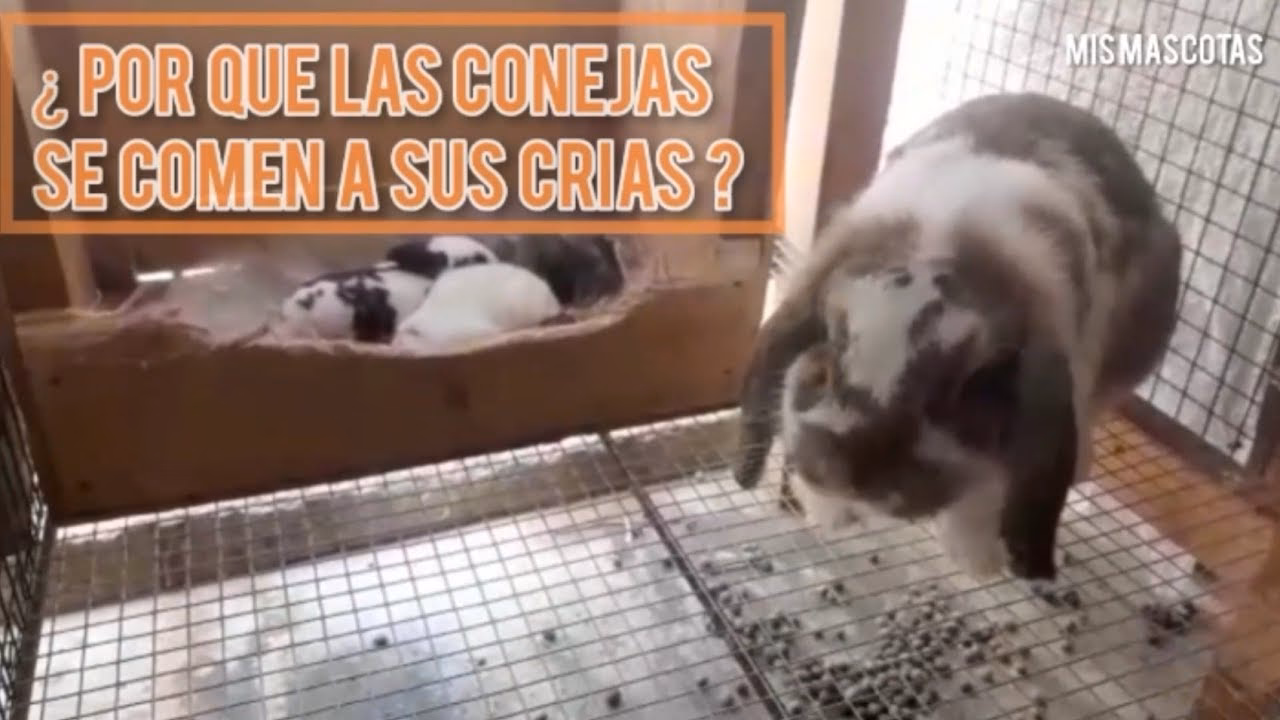 ¿Qué pasa si dos conejos machos se aparean?