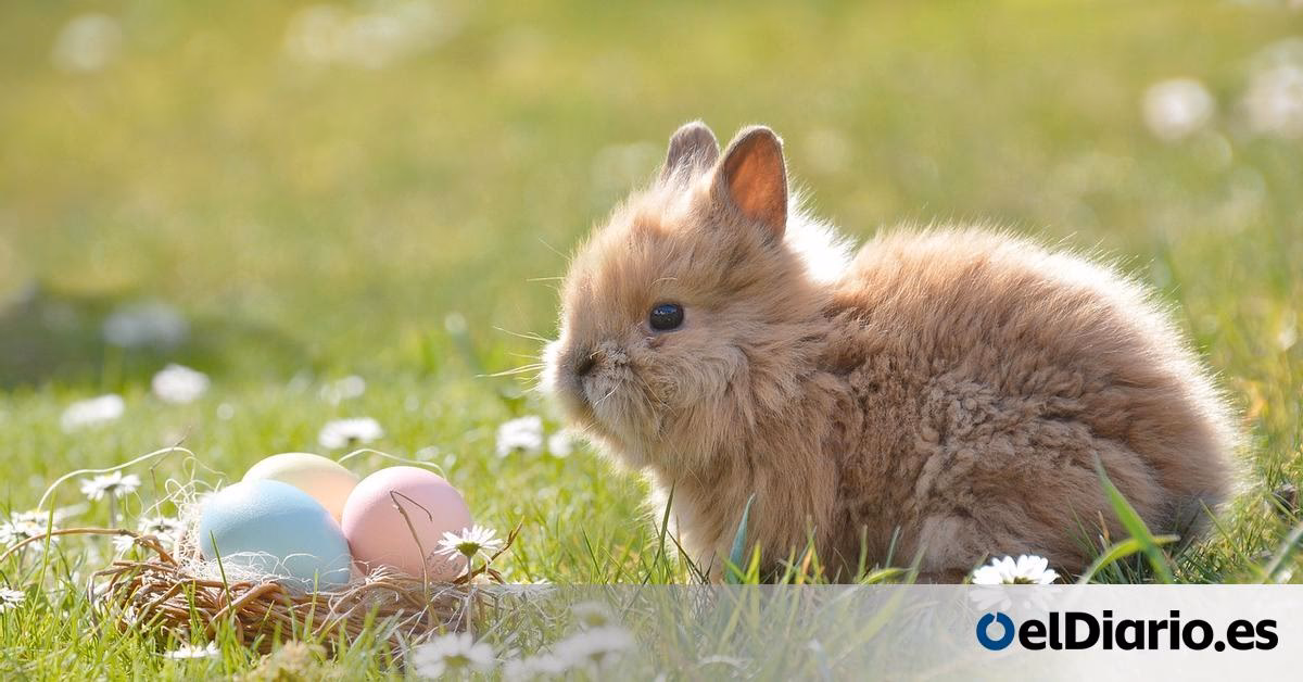 ¿Qué conejos ponen huevos?
