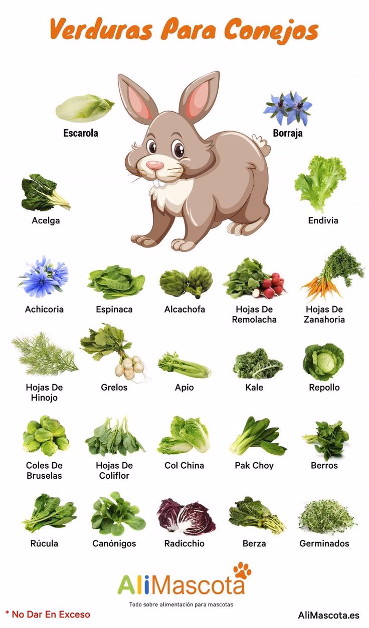 ¿Qué pasa si le doy acelga a mi conejo?