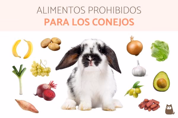 ¿Pueden los conejos comer sal?