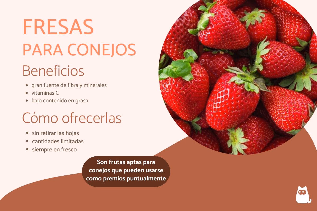 ¿Qué pasa si le doy frutilla a mi conejo?
