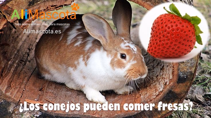 ¿Puedo darle a mi conejo una fresa entera?