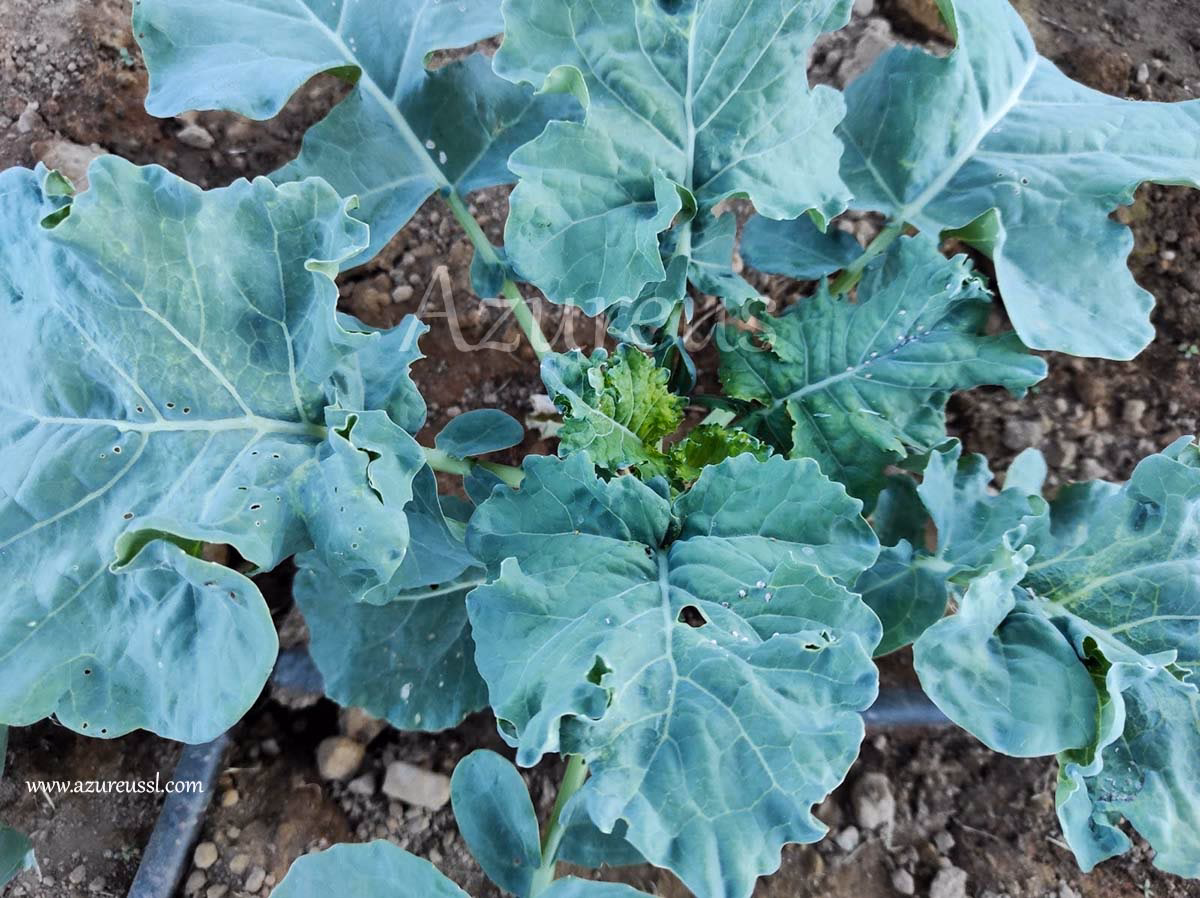 ¿Pueden los conejos comer el tallo del brócoli?