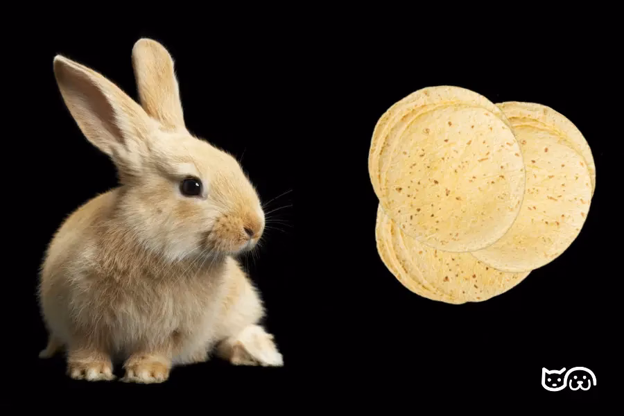 ¿La tortilla es buena para los conejos?