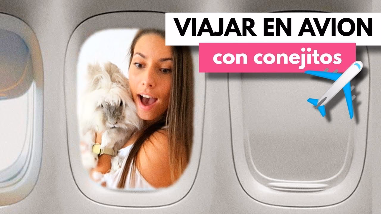 ¿Qué animales no se pueden llevar en avión?