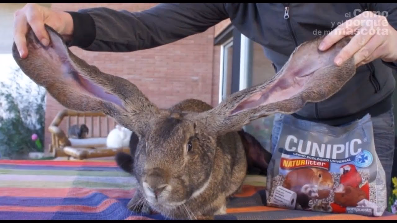 ¿Qué pasa si le agarro las orejas a mi conejo?
