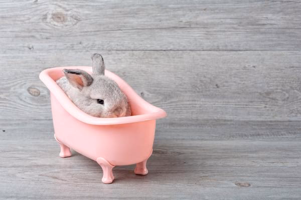 ¿Cómo limpiar a mi conejo sin bañarlo?