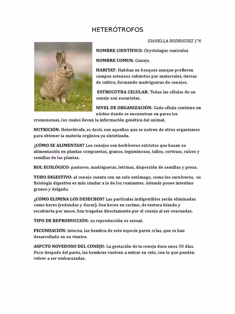 ¿Qué animales autótrofos y heterótrofos?
