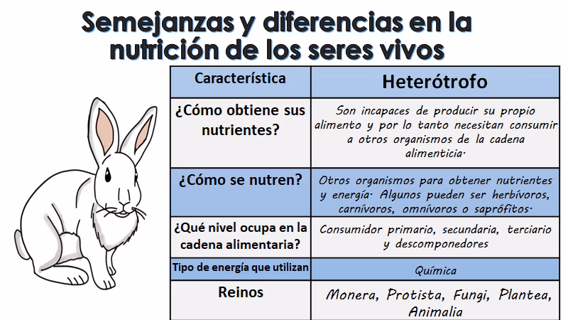 ¿Qué animales autótrofos y heterótrofos?
