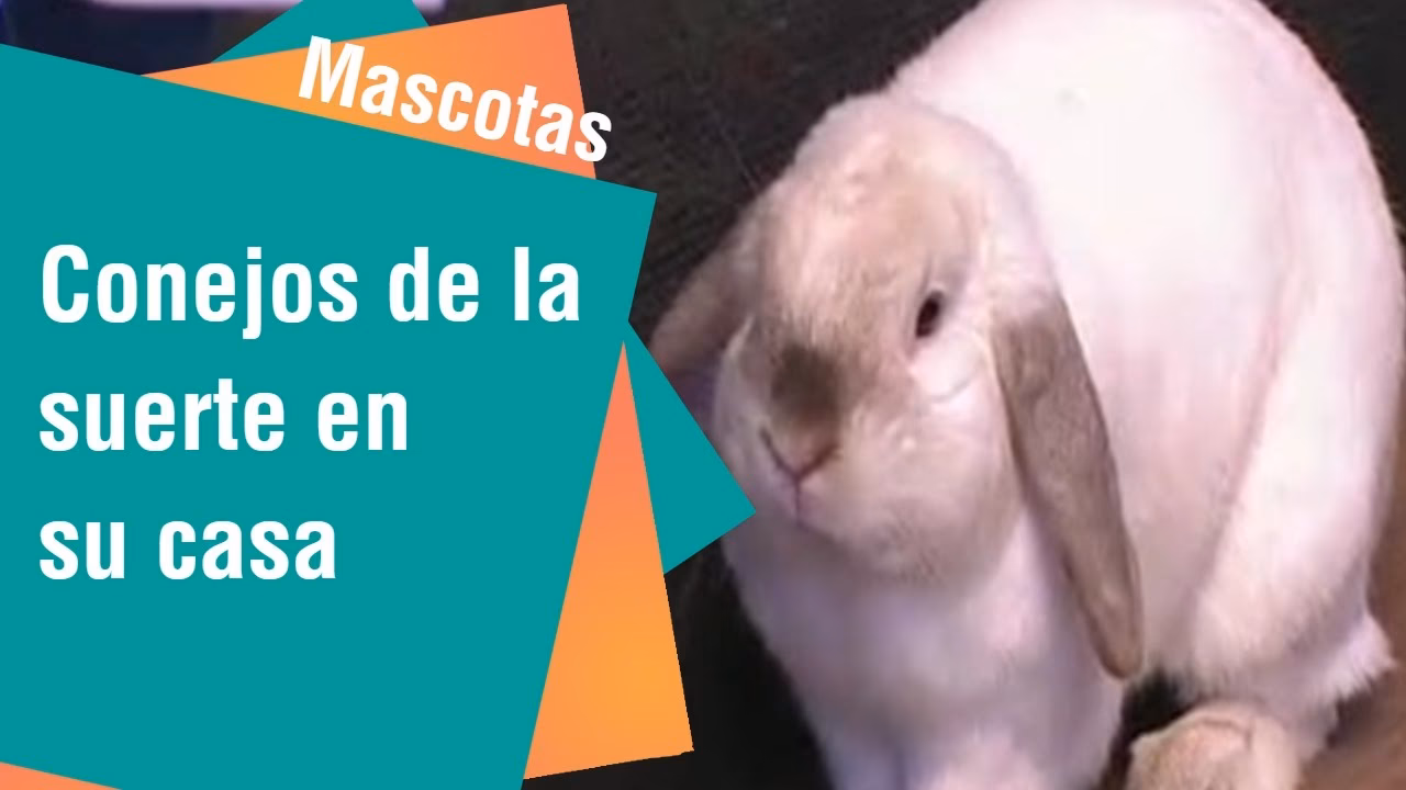 ¿El conejo trae mala suerte?