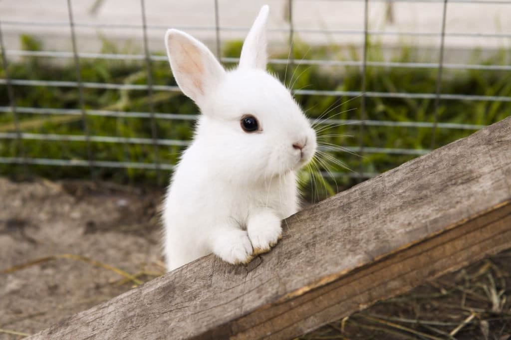 ¿El conejo trae mala suerte?