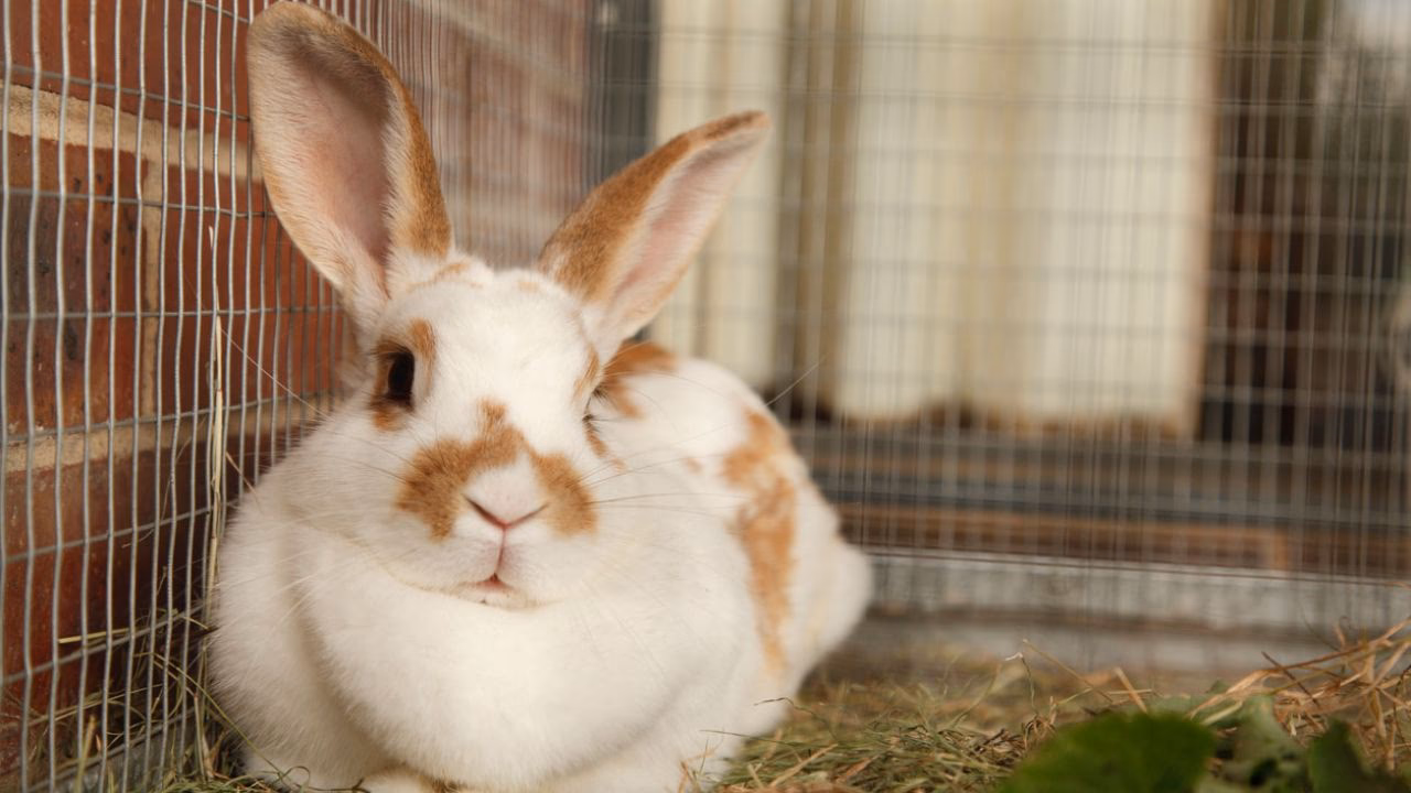 ¿El conejo es una familia de ratas?