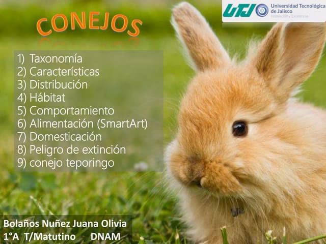 ¿El conejo es un heterótrofo?