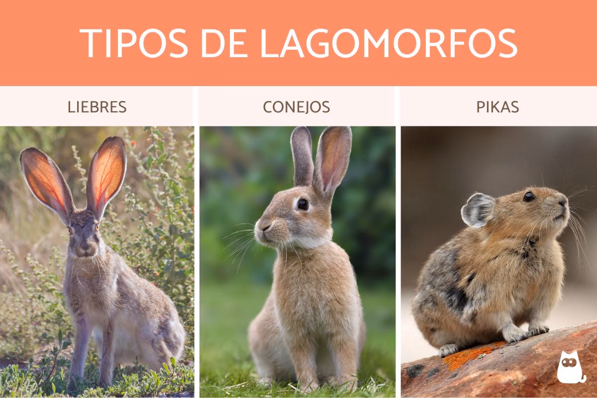 ¿Un lagomorfo es un conejo?