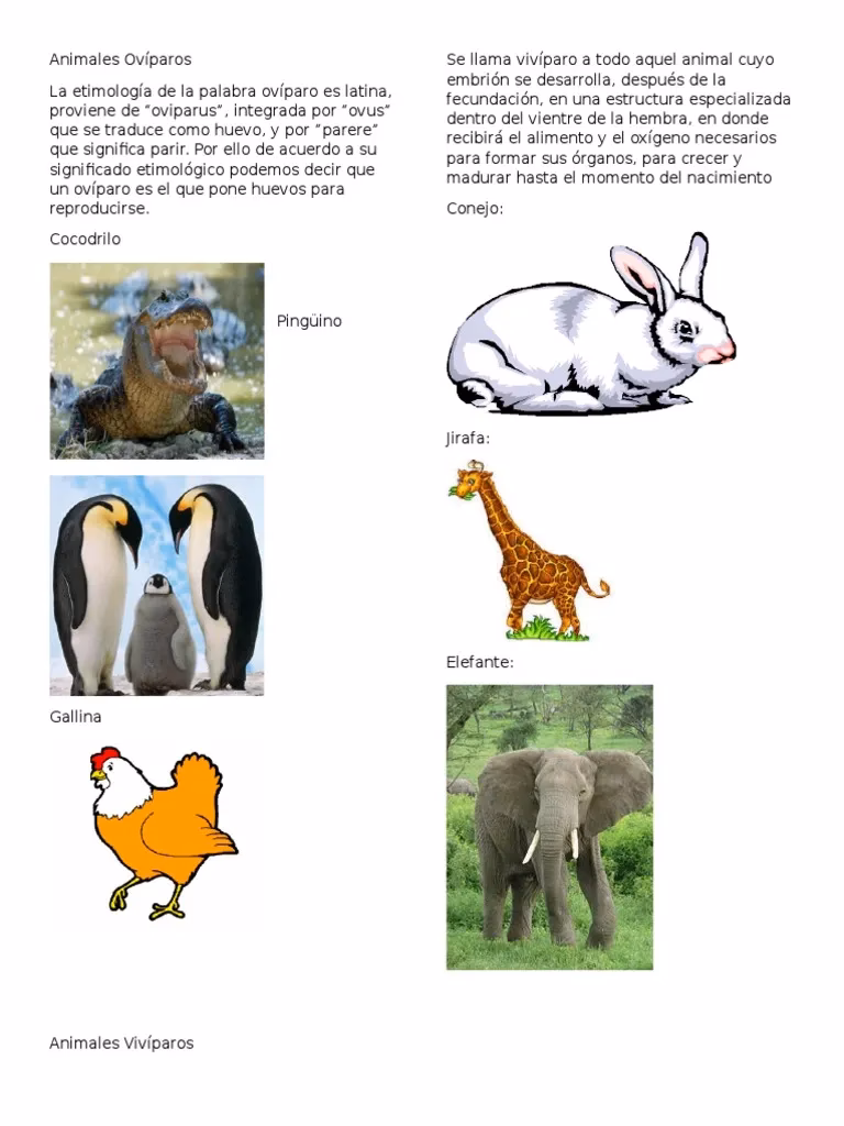 ¿Qué animales son ovíparos y vivíparos?