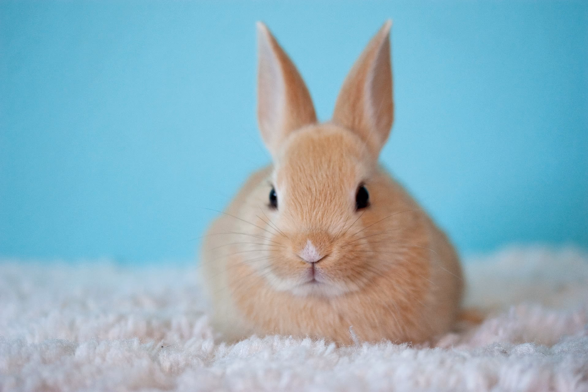 ¿Por qué los conejos ya no son roedores?