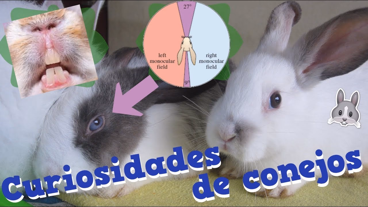 ¿Cómo marcan territorio los conejos?