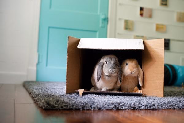 ¿Qué temperatura es peligrosa para un conejo?