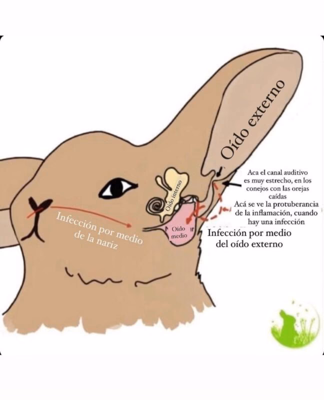 ¿Qué tan lejos escucha un conejo?