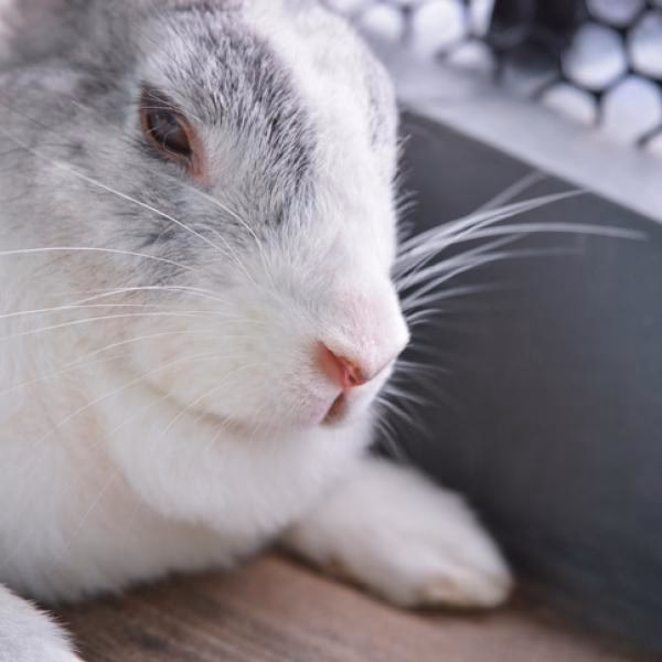 ¿Qué hacer si te muerde un conejo?