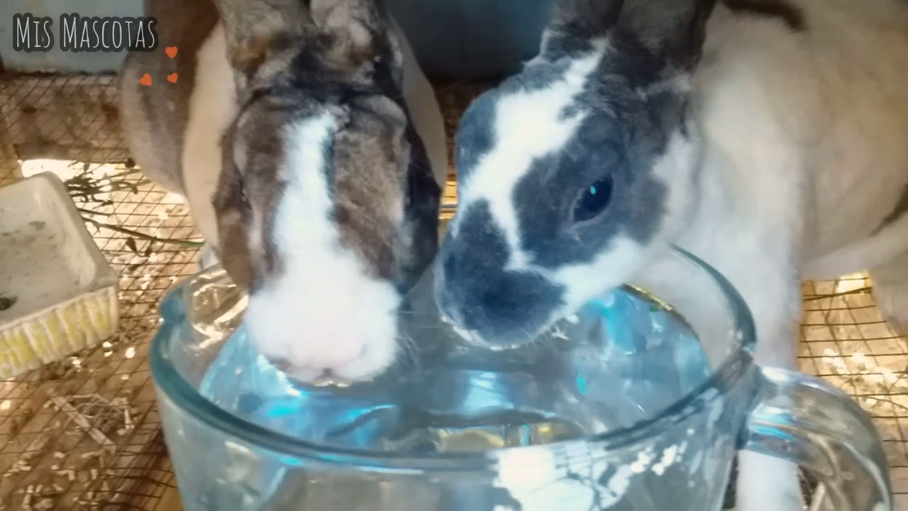 ¿Debo poner agua para los conejos?