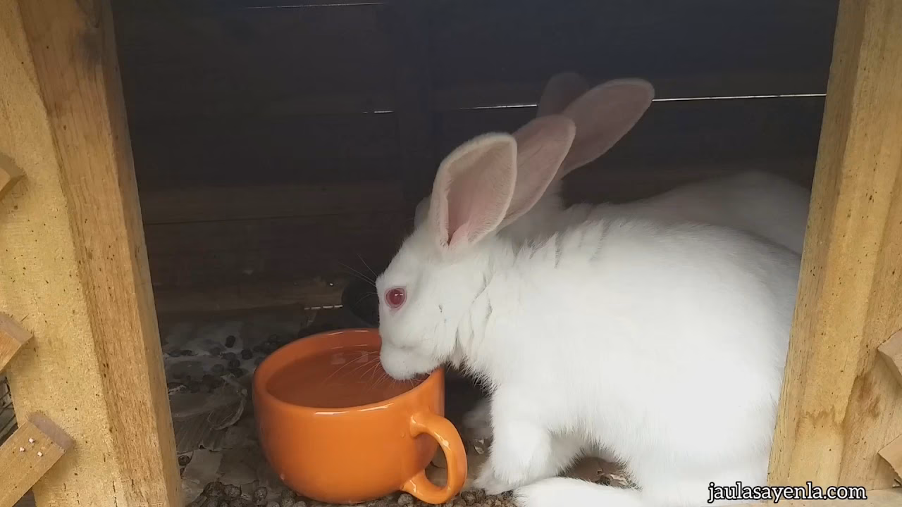 ¿Cómo se le debe dar agua a los conejos?