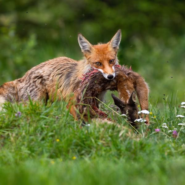 ¿Qué animales come el zorro?