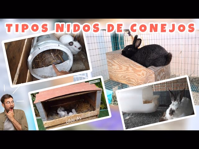 ¿Cómo hacer un escondite para conejo?