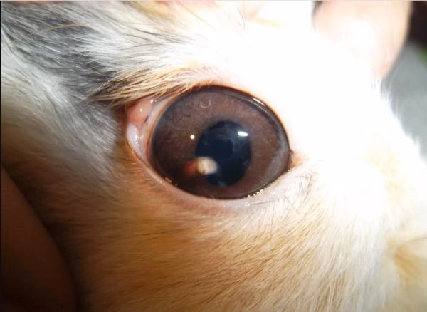 ¿Por qué hay una mancha blanca en el ojo de mi conejo?