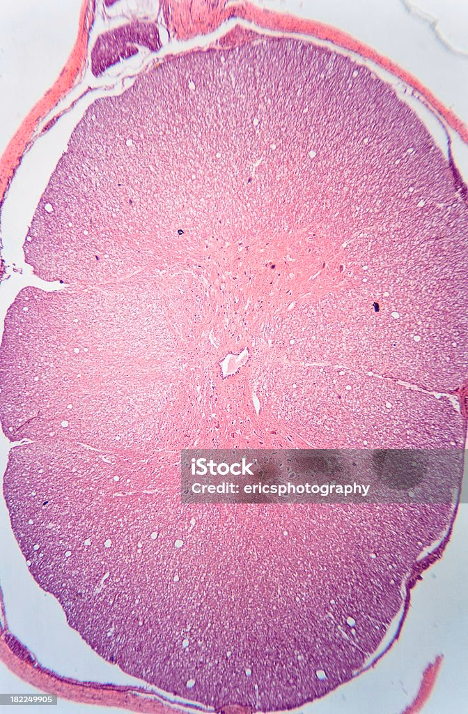 ¿Qué es la médula espinal de un conejo?