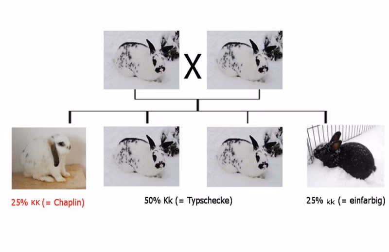 ¿Cómo se cura el megacolon?