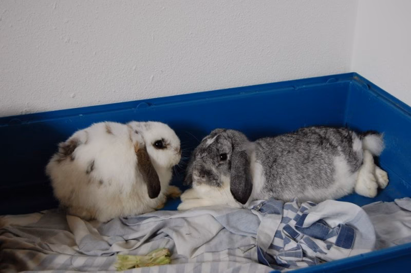 ¿Qué produce megacolones?