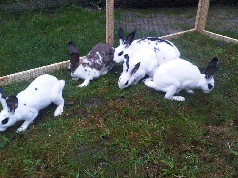 ¿Cómo se trata un conejo con megacolon?