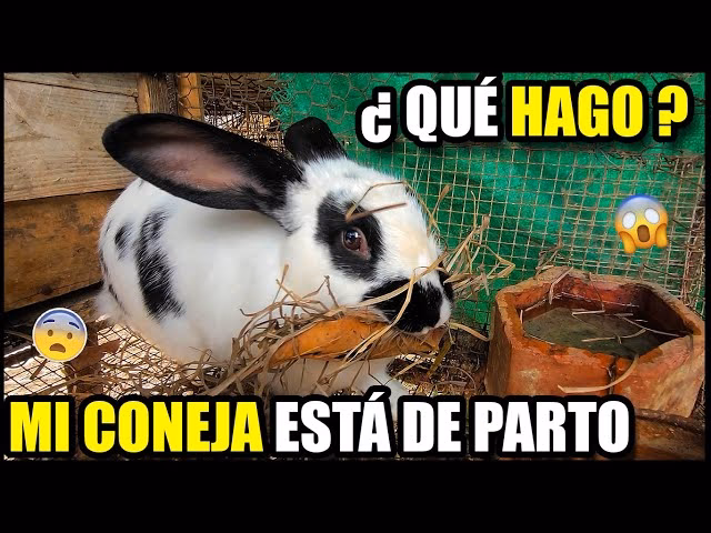 ¿Cómo inducir el parto en una coneja?