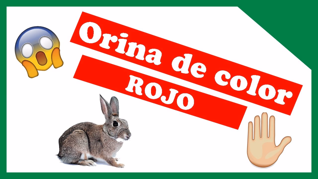 ¿Qué pasa cuando la orina es de color rojo?