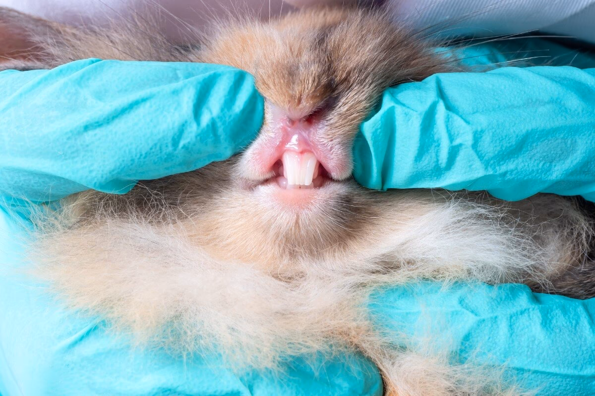 ¿Qué pasa si mi conejo babea?