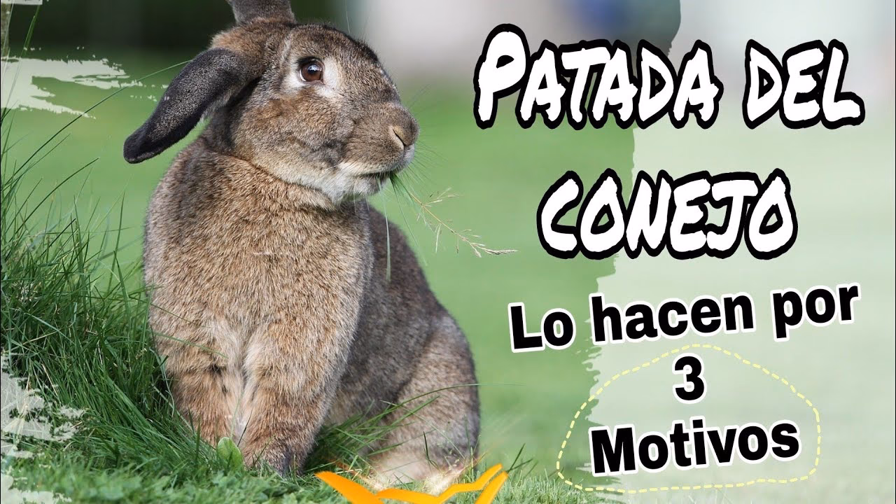 ¿Por qué mi conejo tiene problemas con sus patas traseras?