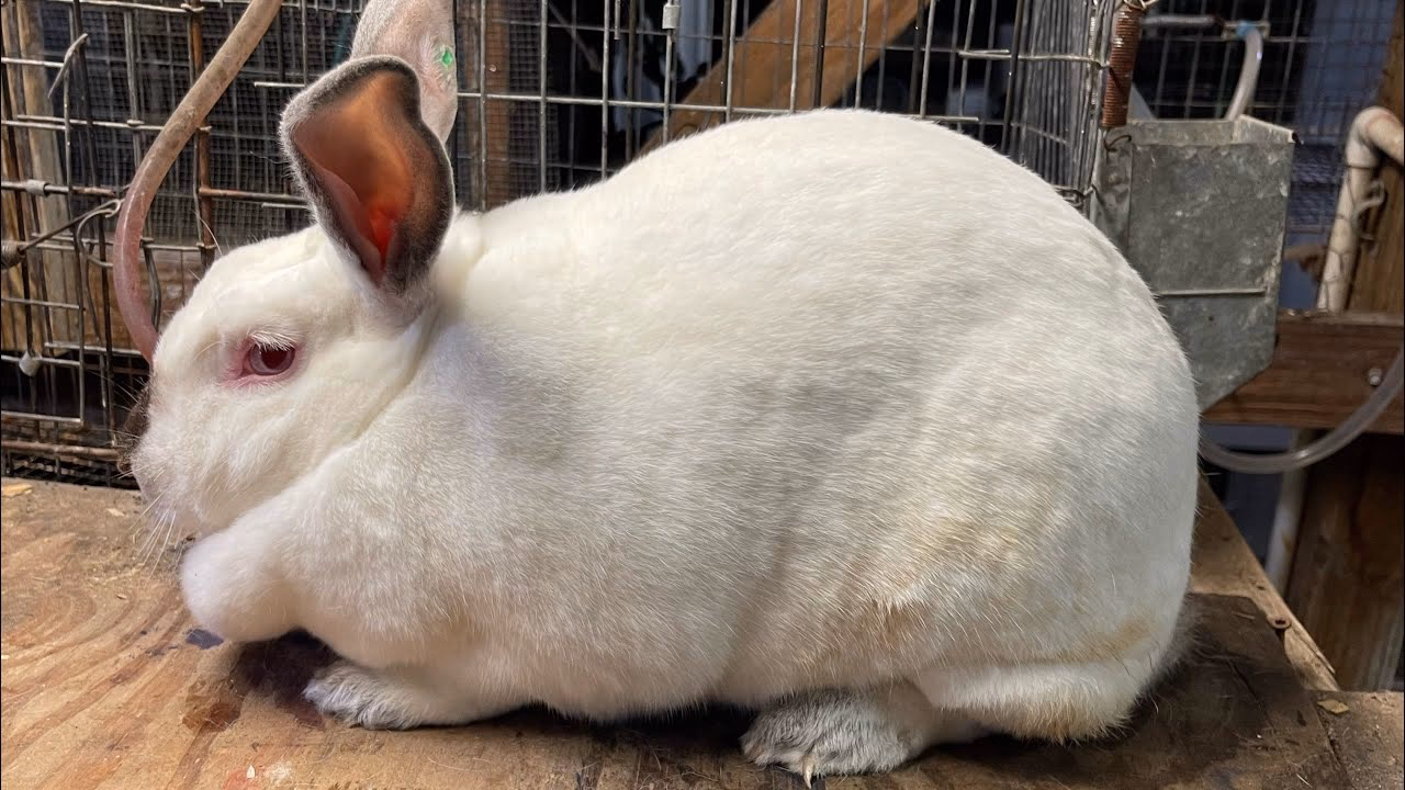 ¿Por qué mi conejo hace ruidos como un cerdo?