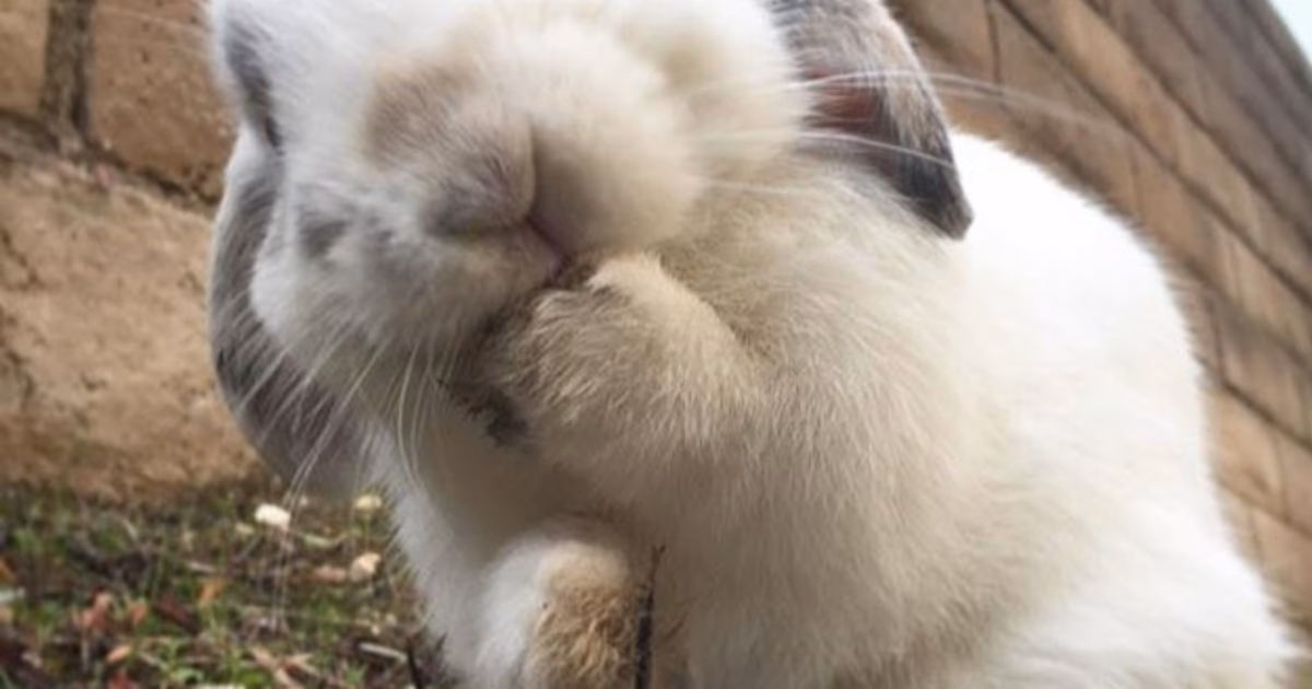 ¿Qué pasa si mi conejo huele mal?