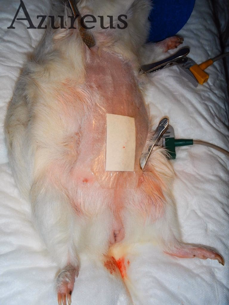 ¿Qué pasa si un conejo orina sangre?