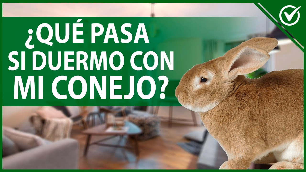 ¿Es seguro tener un conejo en mi cuarto?